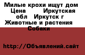 Милые крохи ищут дом › Цена ­ 10 - Иркутская обл., Иркутск г. Животные и растения » Собаки   